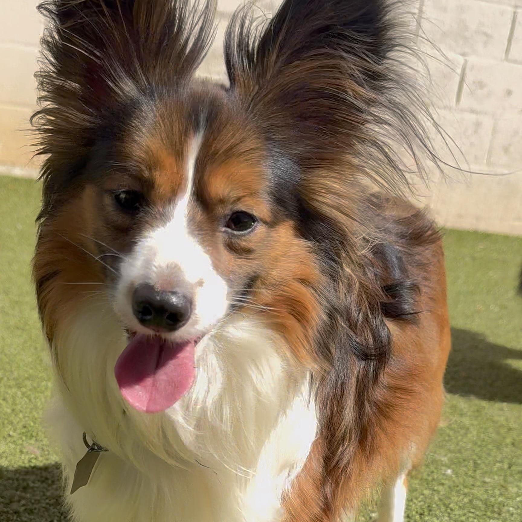 Enlarge Raiden, a Adoptable mixed breed in Charlotte, NC image 4/4