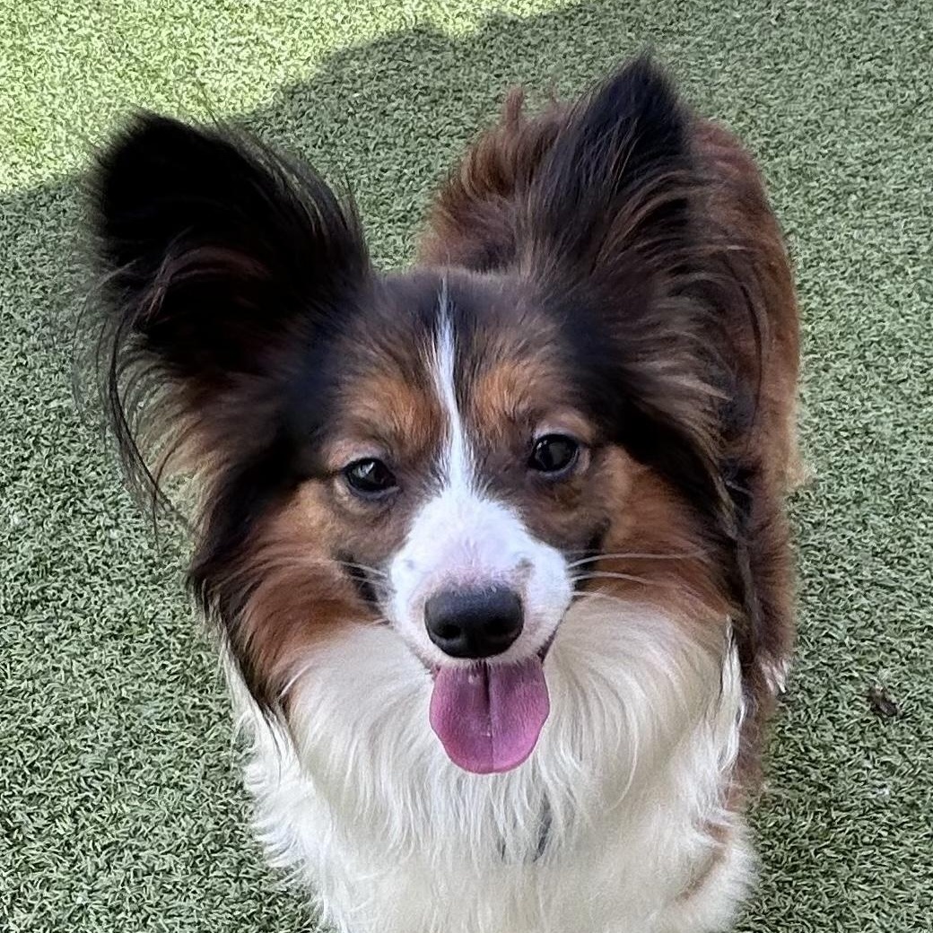 Raiden, an adoptable Shetland Sheepdog / Sheltie, Papillon in Charlotte, NC, 28210 | Photo Image 1