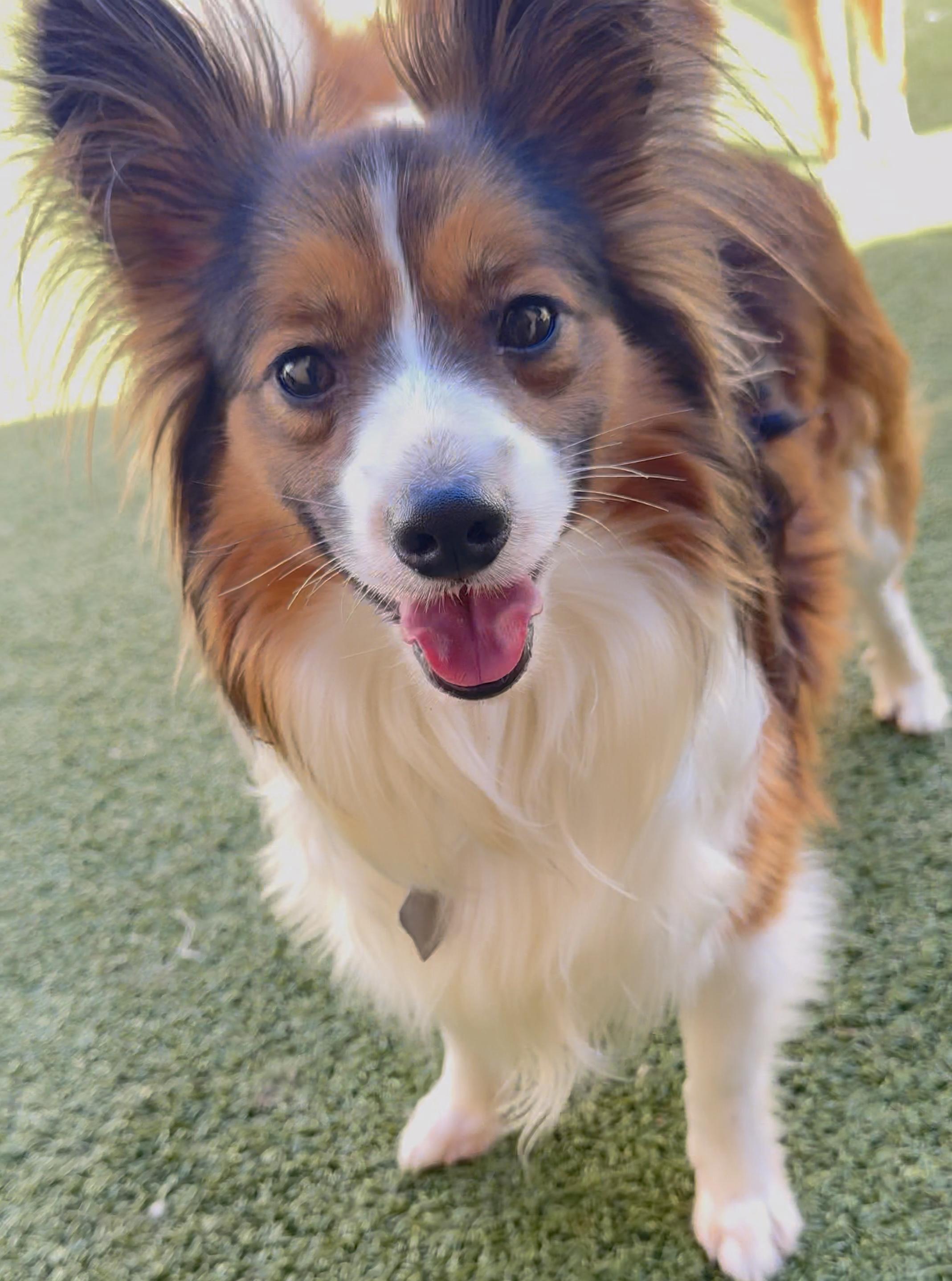 Raiden, an adoptable Shetland Sheepdog / Sheltie, Papillon in Charlotte, NC, 28210 | Photo Image 1