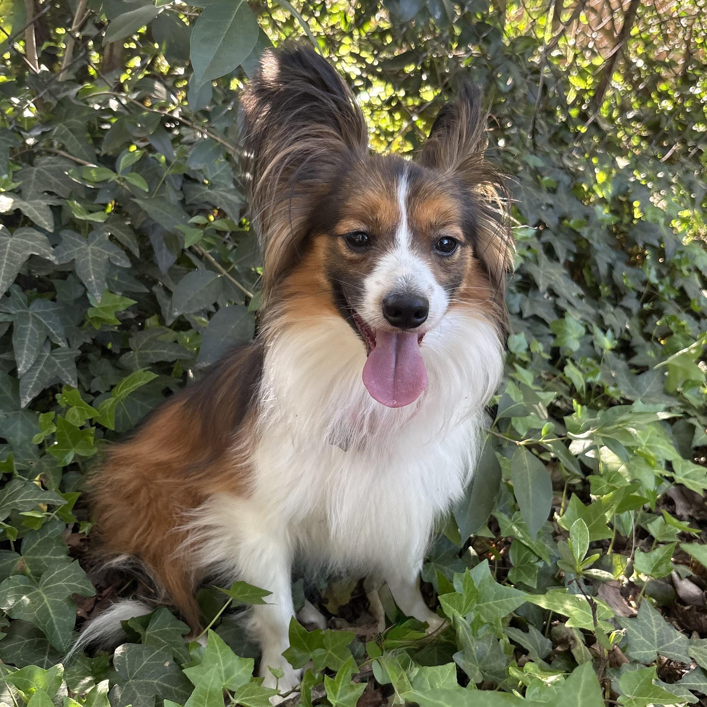 Raiden, Adoptable, Adult Male Shetland Sheepdog / Sheltie & Papillon.