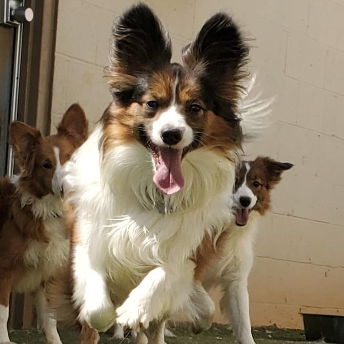 Enlarge Raiden, a Adoptable mixed breed in Charlotte, NC image 1/4