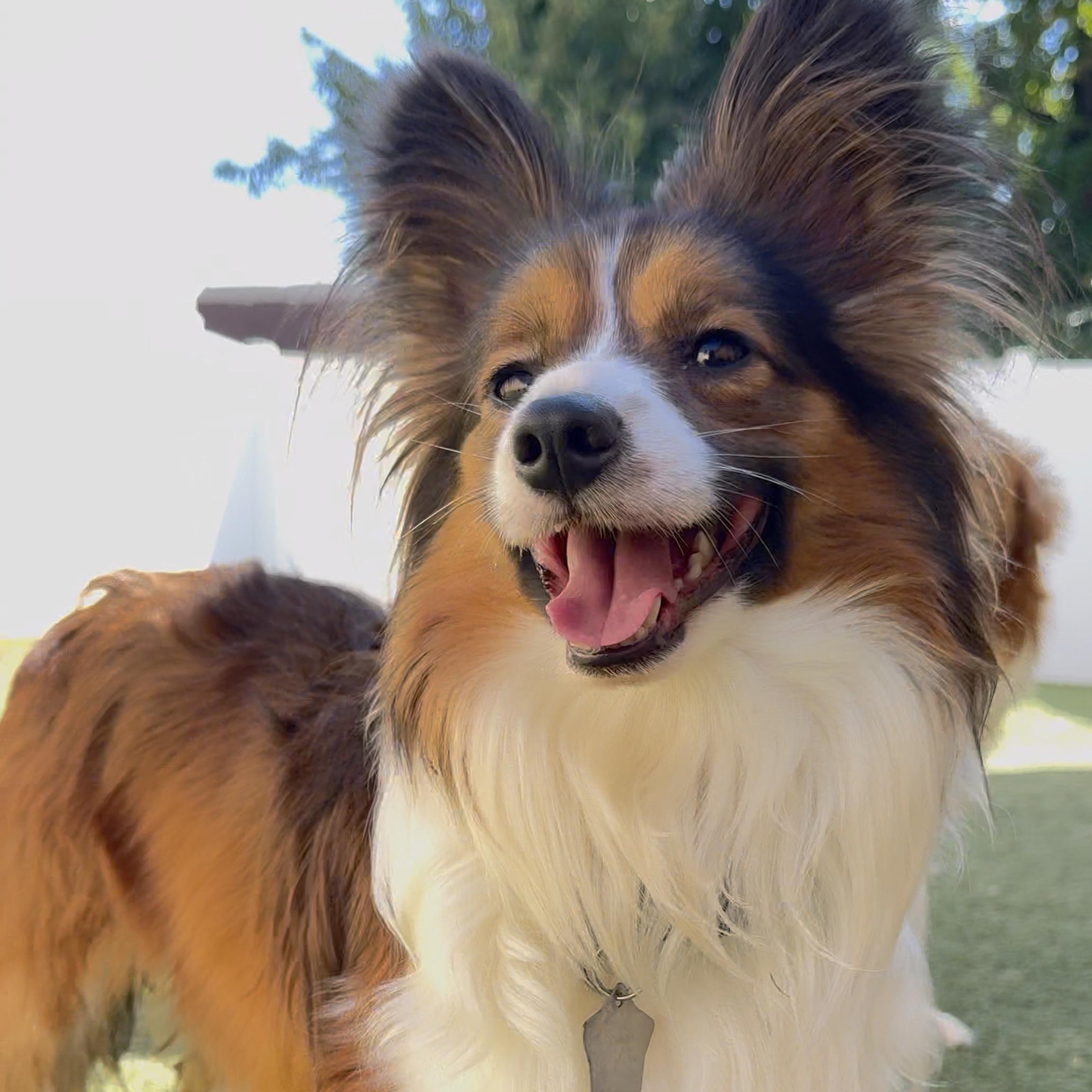 Enlarge Raiden, a Adoptable mixed breed in Charlotte, NC image 2/4