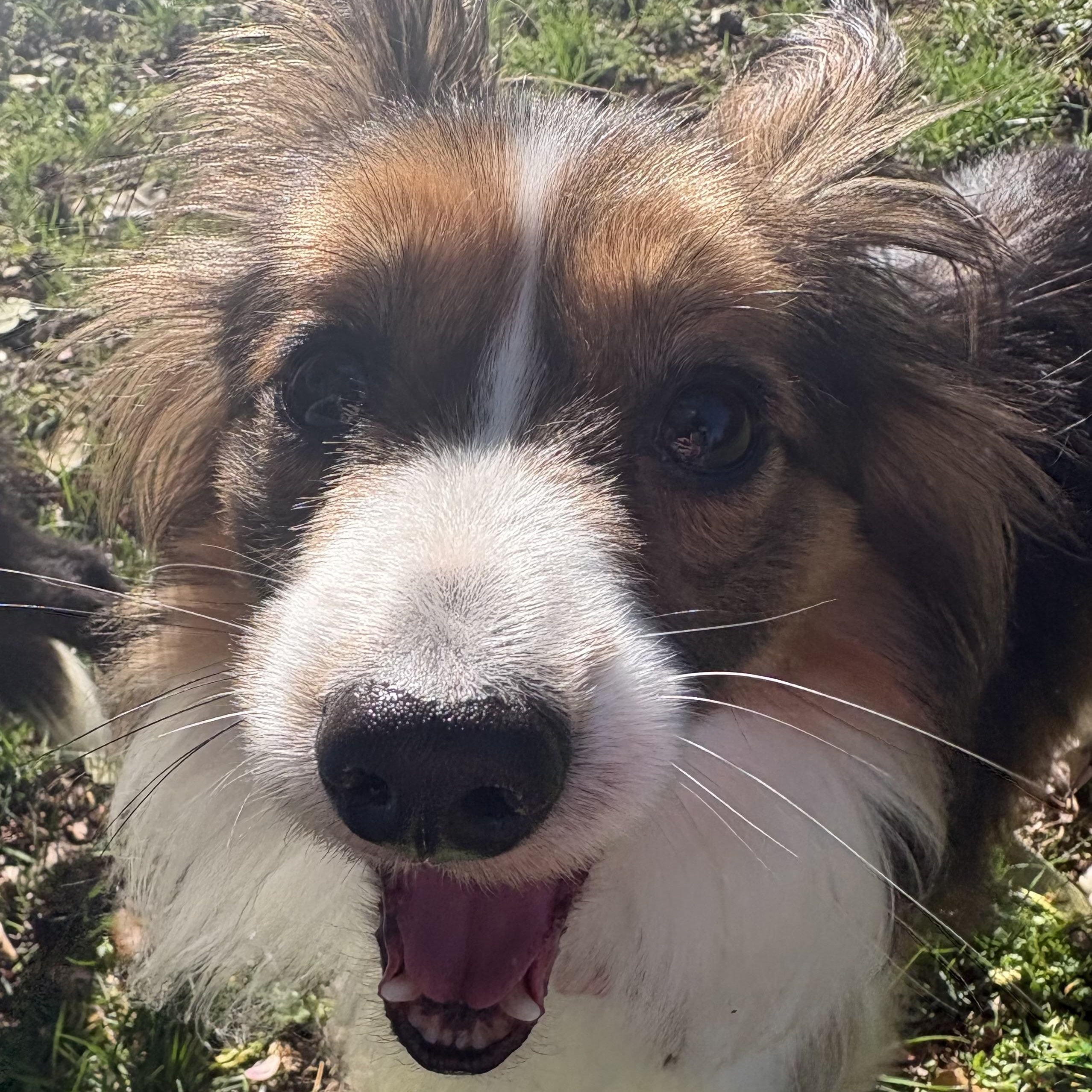 Enlarge Raiden, a Adoptable mixed breed in Charlotte, NC image 3/4