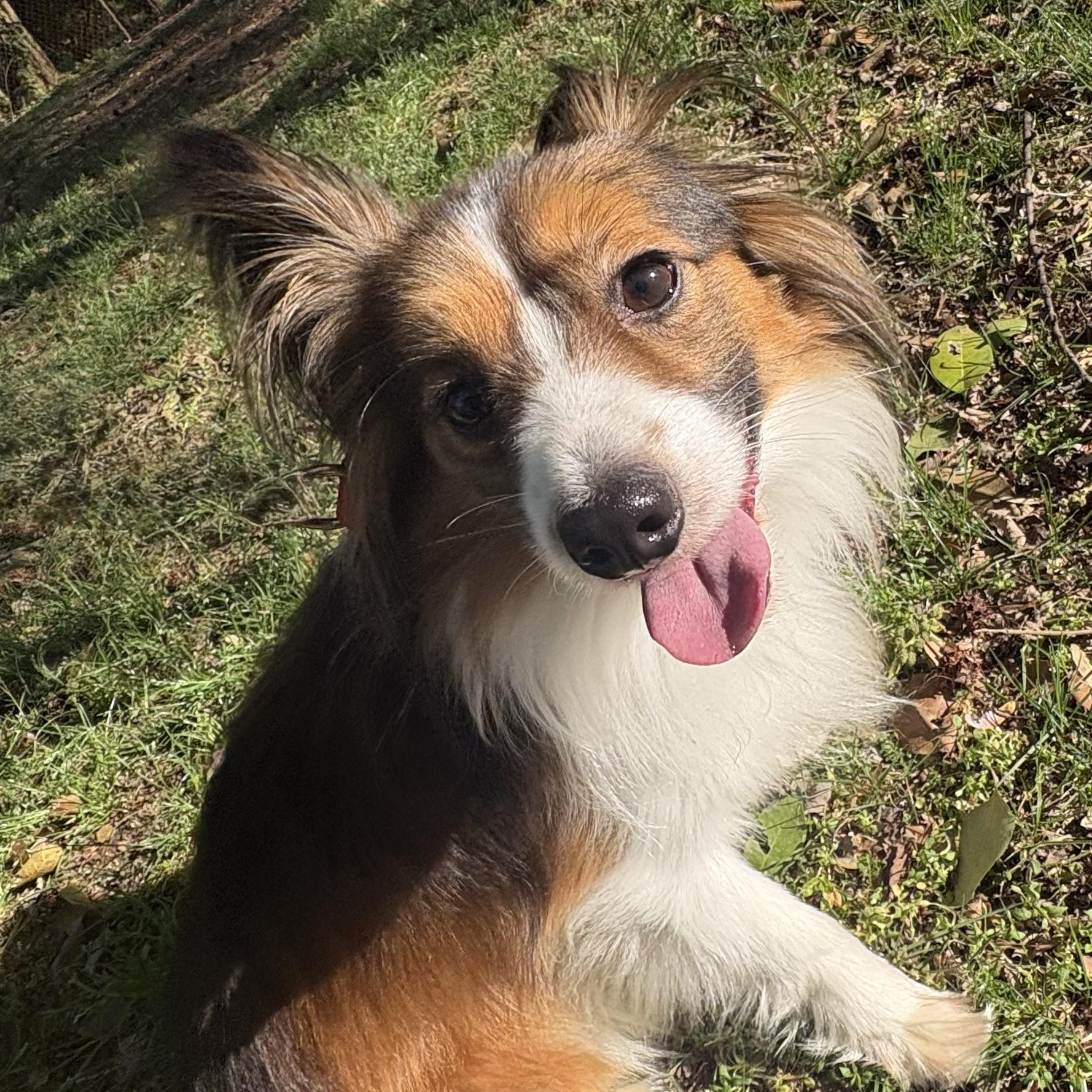 Enlarge Raiden, a Adoptable mixed breed in Charlotte, NC image 2/4