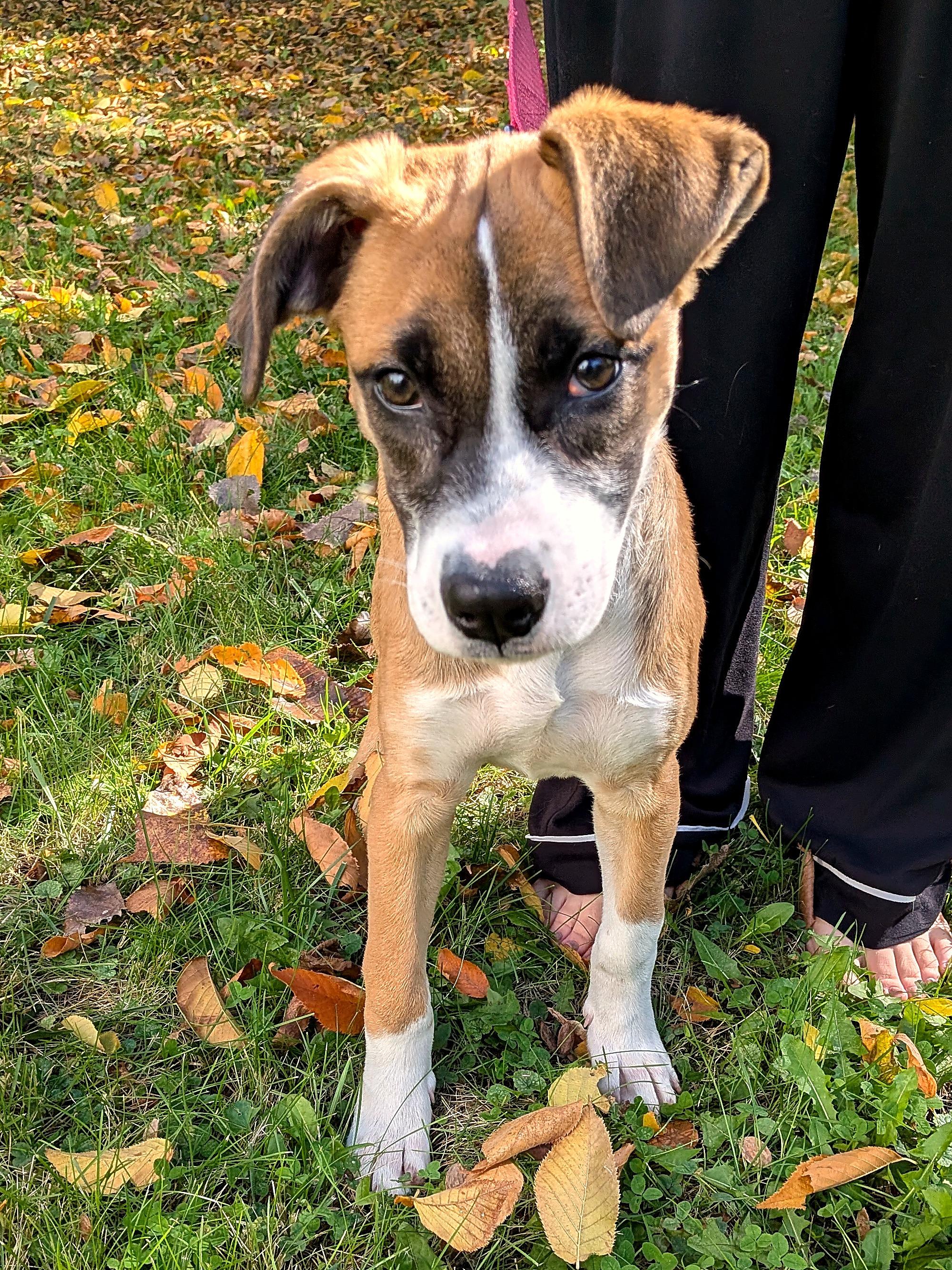 Enlarge Dara, a Adoptable mixed breed in Minneapolis, MN image 4/6