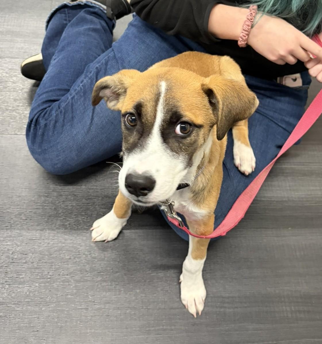 Enlarge Dara, a Adoptable mixed breed in Minneapolis, MN image 1/6