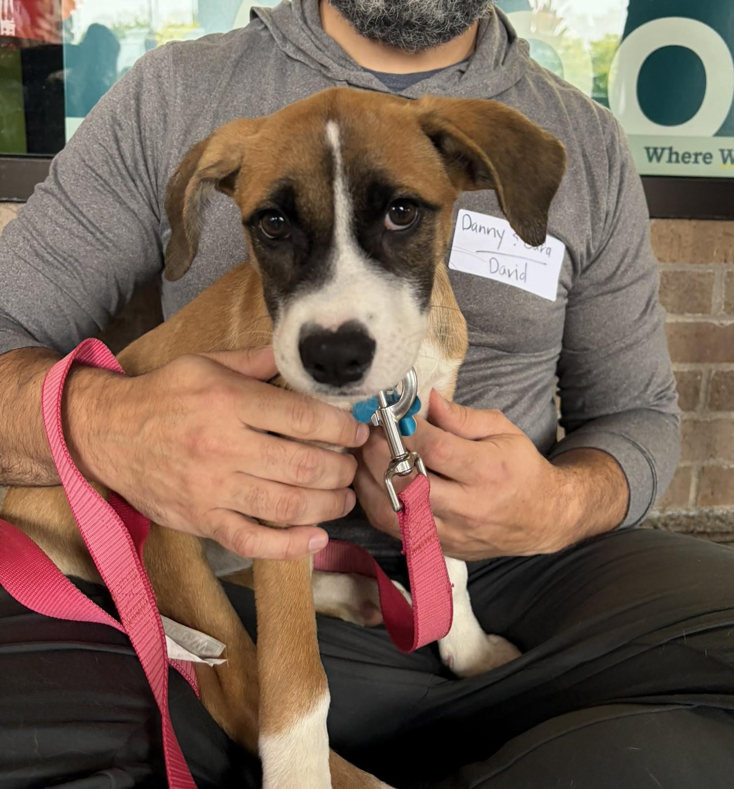 Enlarge Dara, a Adoptable mixed breed in Minneapolis, MN image 5/6