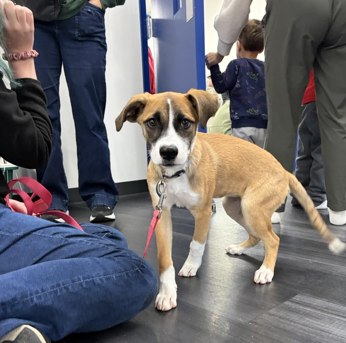 Enlarge Dara, a Adoptable mixed breed in Minneapolis, MN image 2/6