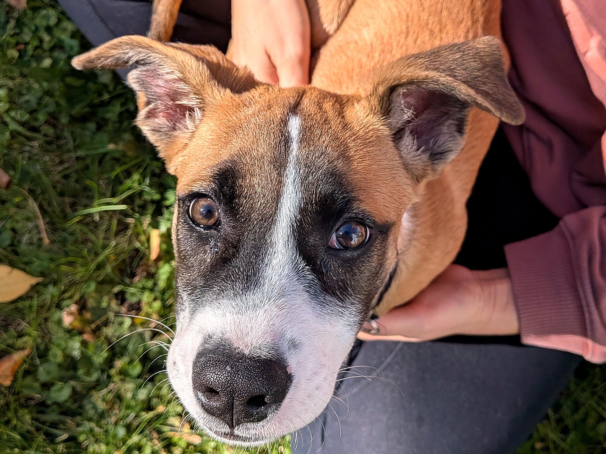 Enlarge Dara, a Adoptable mixed breed in Minneapolis, MN image 3/6