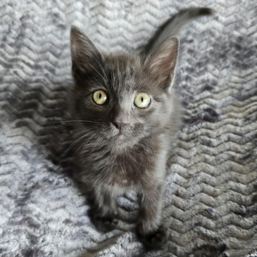 Voss, Adoptable, Kitten Male Domestic Short Hair.