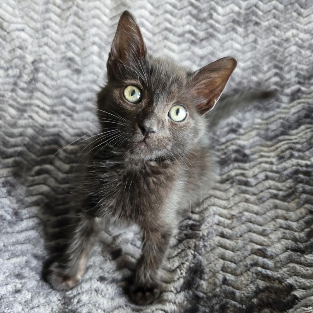Voss, a Adoptable Domestic Short Hair in Evanston, IL image 2/3