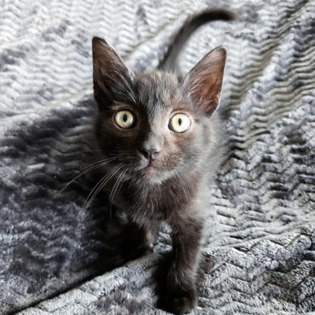 Voss, a Adoptable Domestic Short Hair in Evanston, IL image 3/3