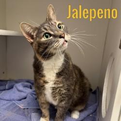 Jalapeno, Adoptable, Adult Female Domestic Short Hair.