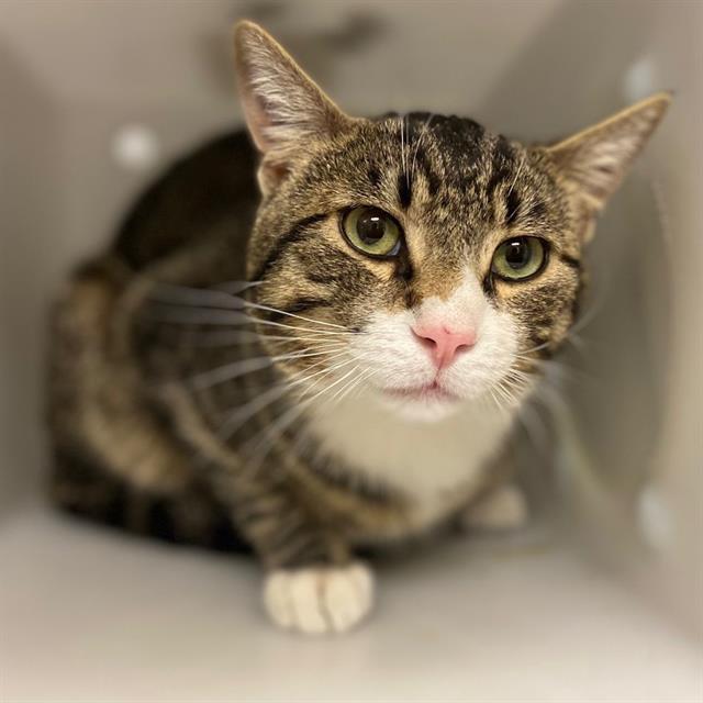 HAROLD, Adoptable, Young Male Domestic Short Hair.