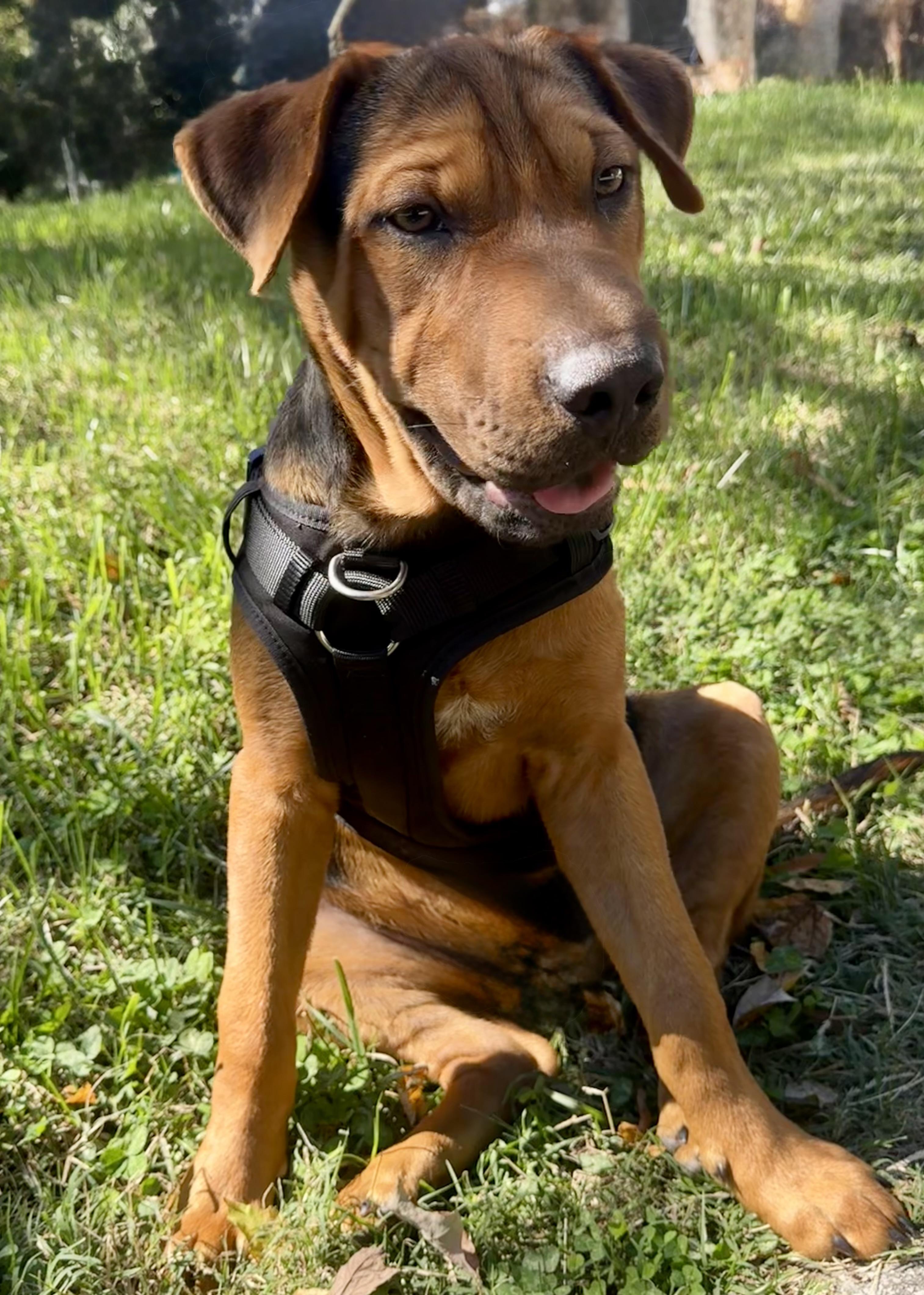 Hamlet, a Adoptable mixed breed in Monroe, NC image 3/3