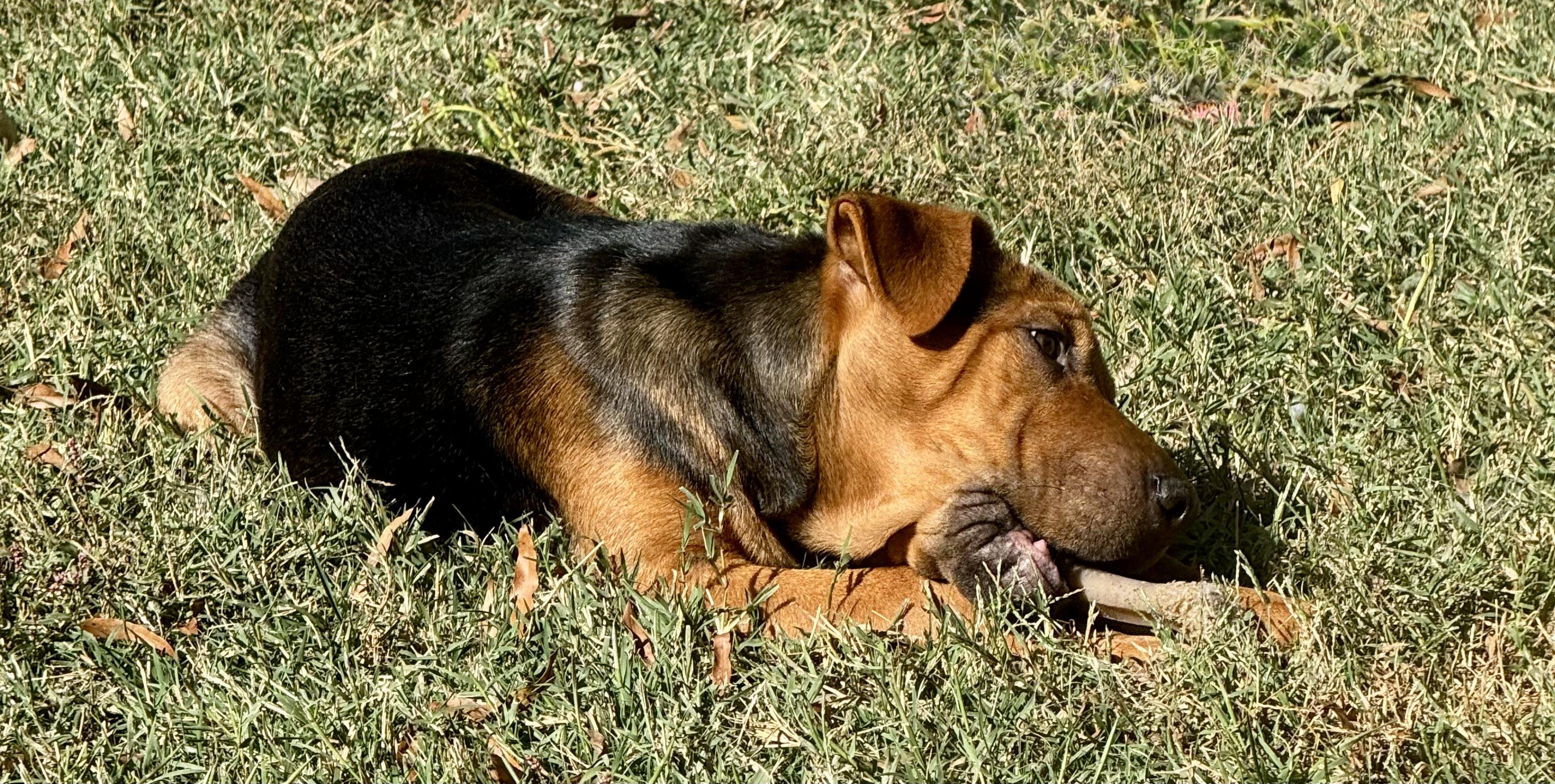 Hamlet, a Adoptable mixed breed in Monroe, NC image 2/3