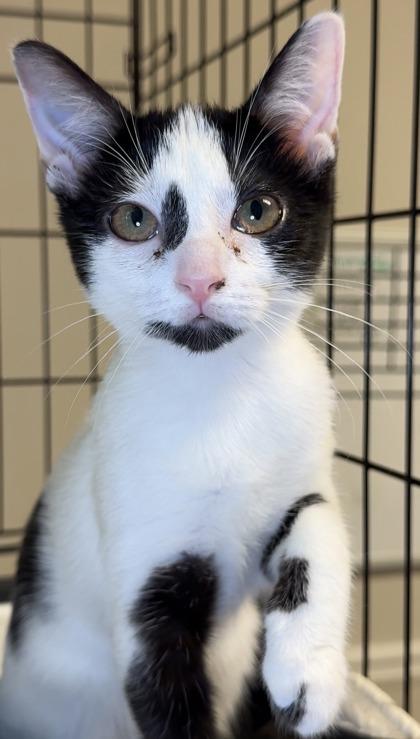 Purple, Adoptable, Kitten Female Domestic Short Hair & Domestic Short Hair.