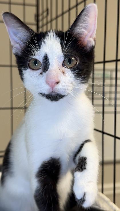 Enlarge Purple, a Adoptable mixed breed in Lawrenceville, GA image 2/2