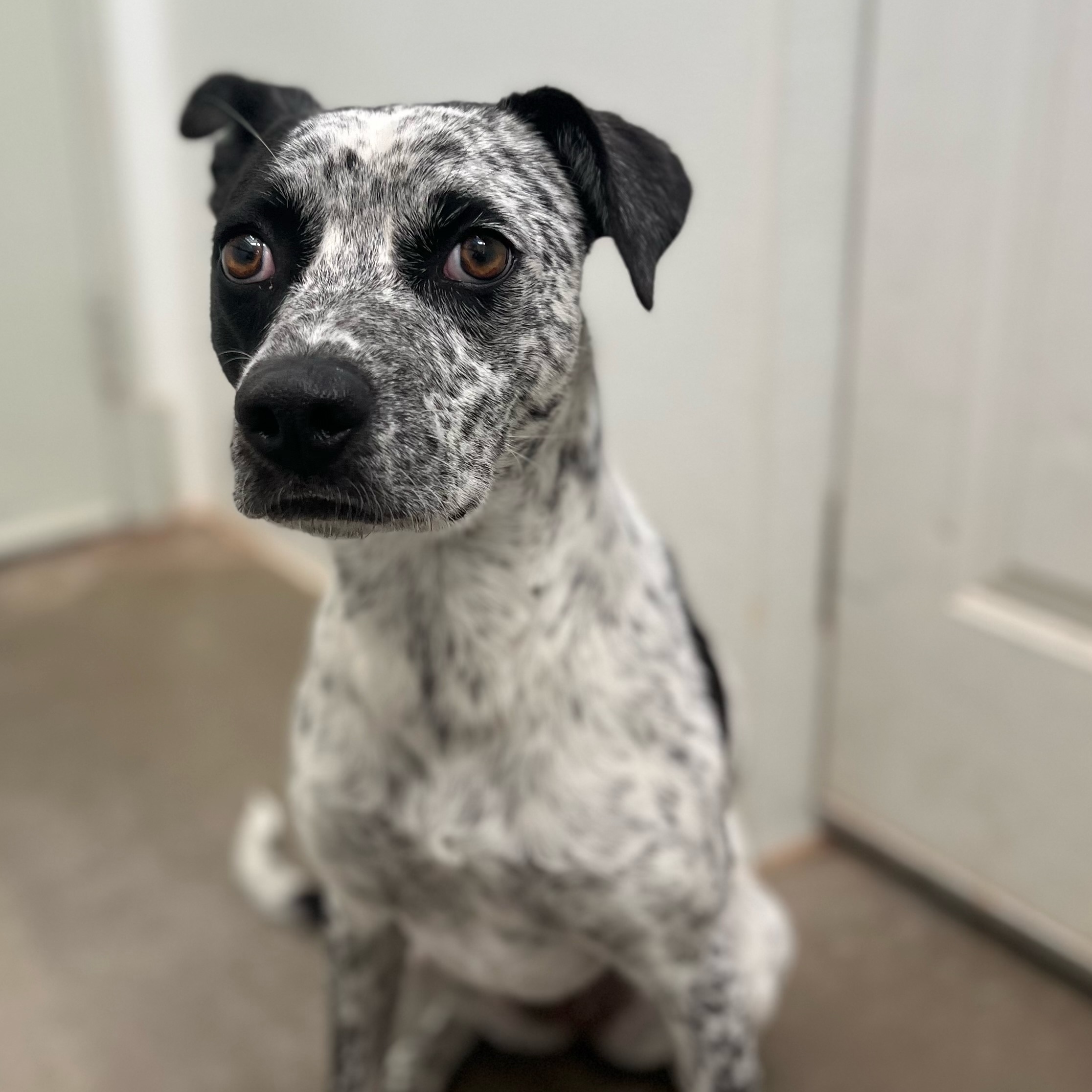 Luna, a Adoptable mixed breed in Lakeside, AZ image 1/3