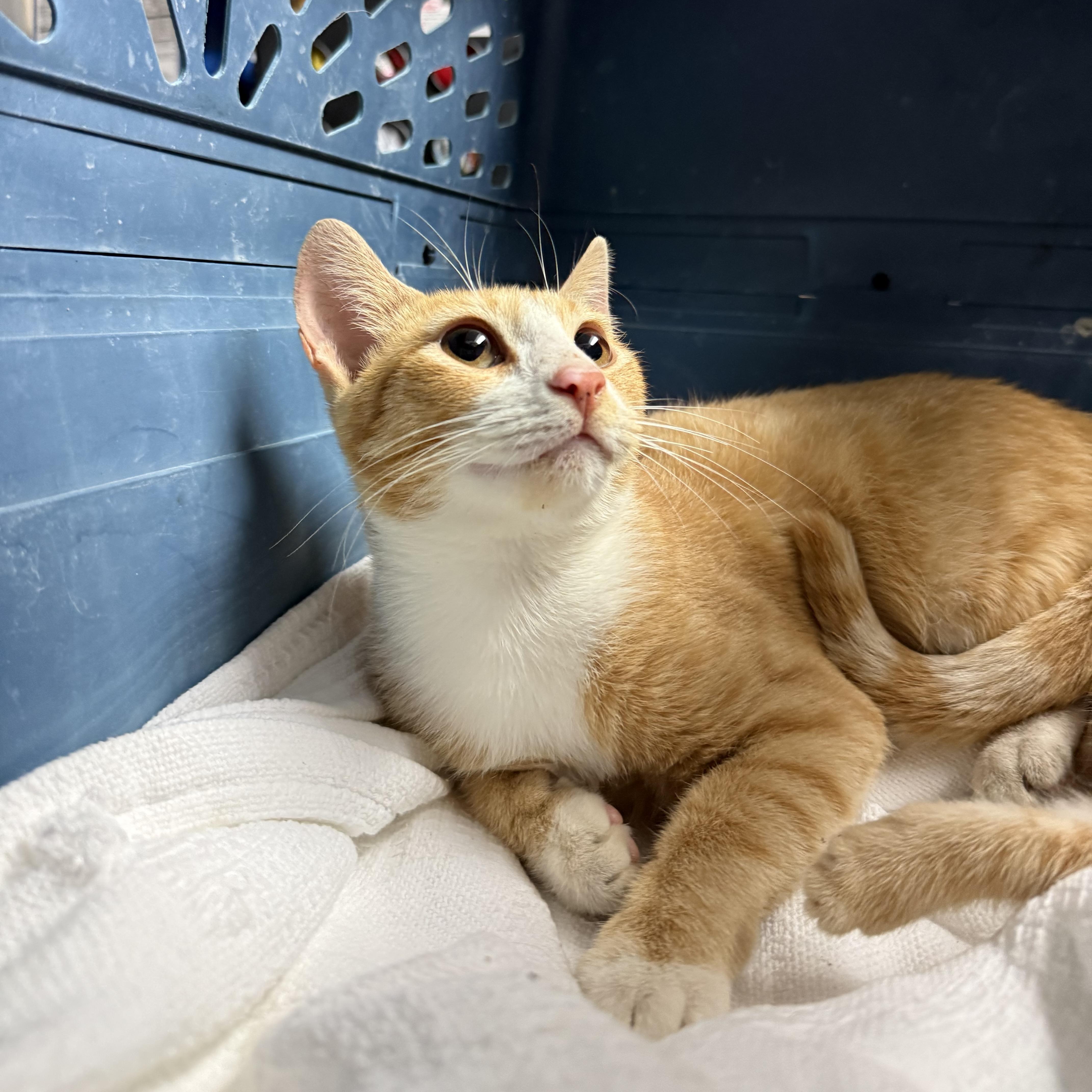 Enlarge Crouton Cruncher Chet, a Adoptable mixed breed in Stowe, VT image 6/6