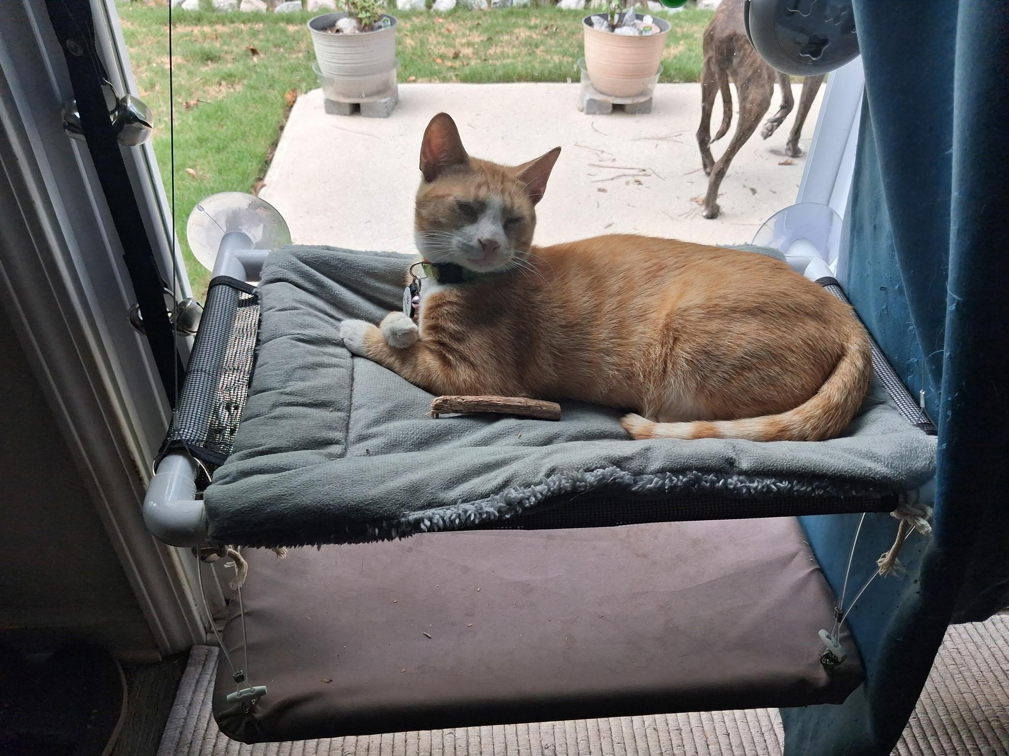 Enlarge Crouton Cruncher Chet, a Adoptable mixed breed in Stowe, VT image 5/6
