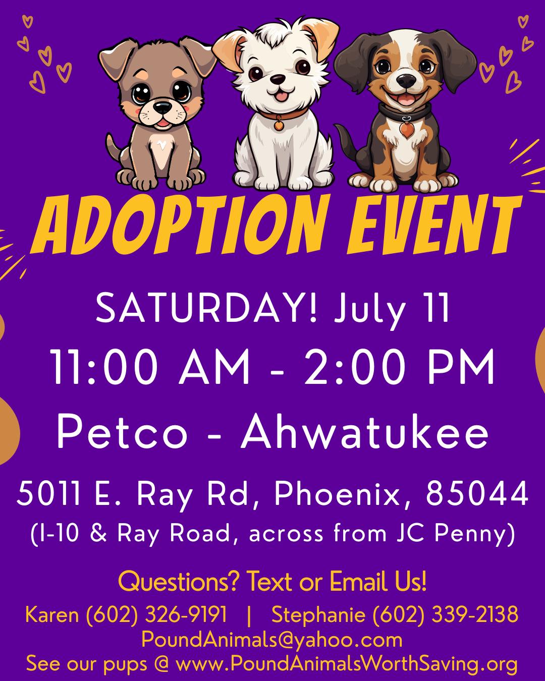 RENATA - 1 YEAR FEMALE TERRIER - PETCO, 5011 E. RAY ROAD, PHX 85044 ON SATURDAY, JULY 11th, 11-2PM, an adopted Terrier in Mesa, AZ image 2/2