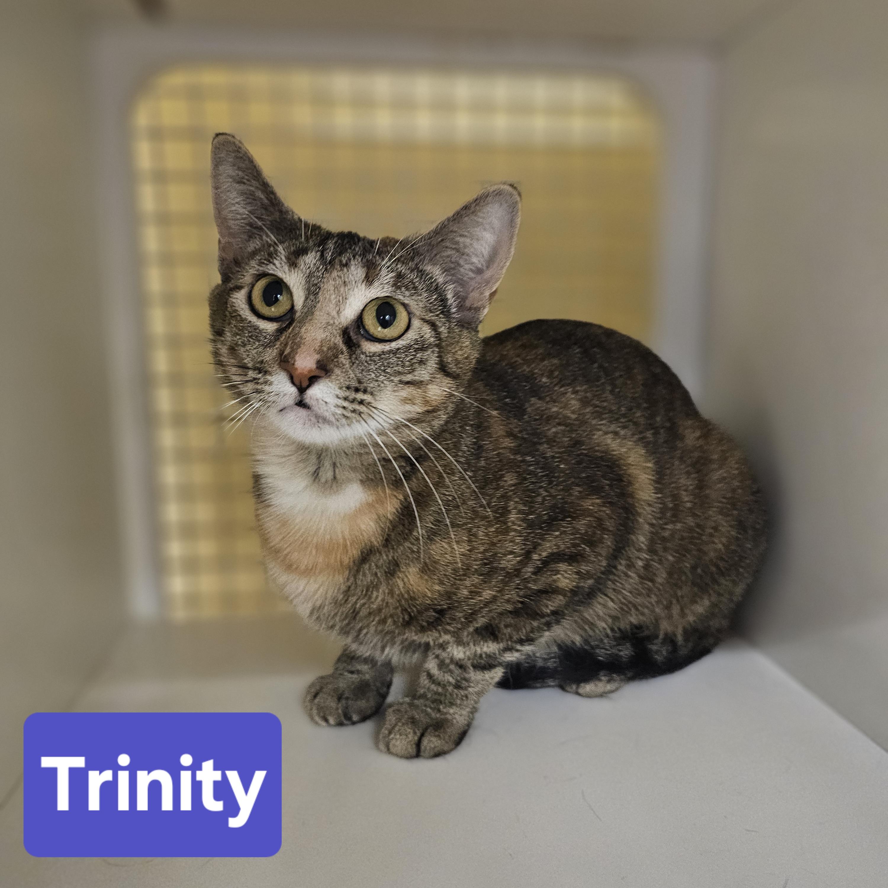 Trinity cat