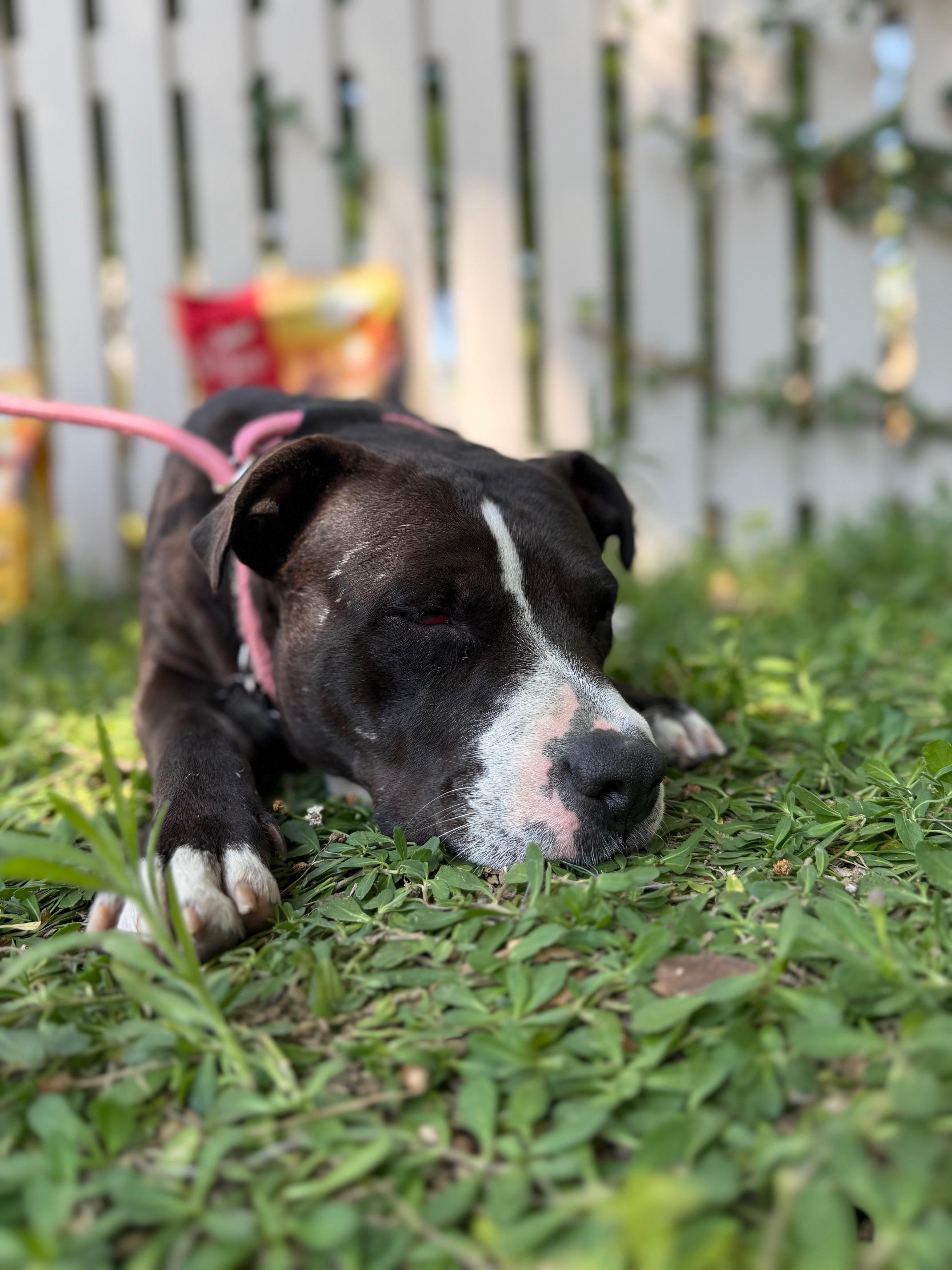 Poppy, Adoptable, Adult Female Pit Bull Terrier.