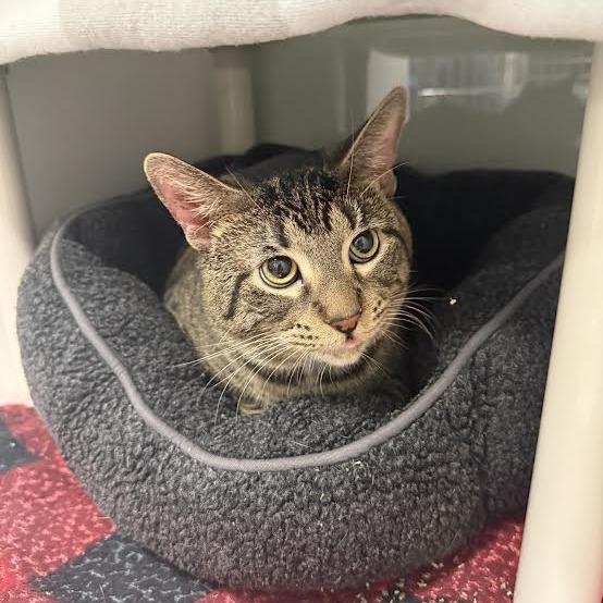 Tinsel, a Adoptable Domestic Short Hair in Saint Cloud, MN image 1/3