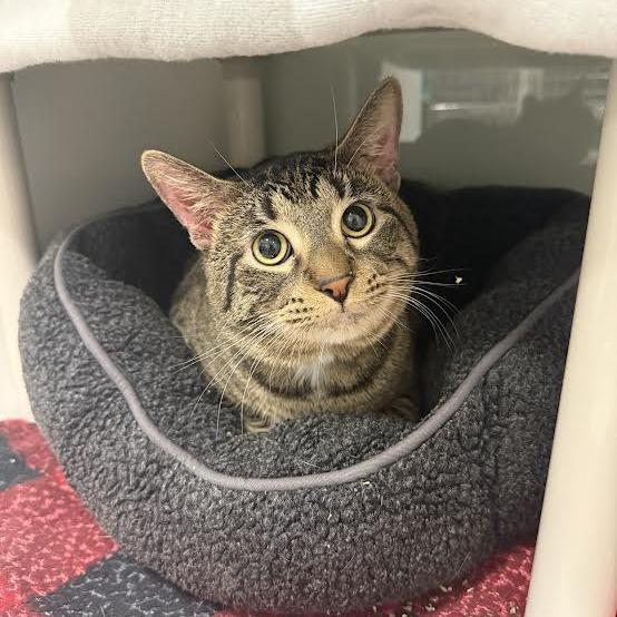 Tinsel, a Adoptable Domestic Short Hair in Saint Cloud, MN image 2/3