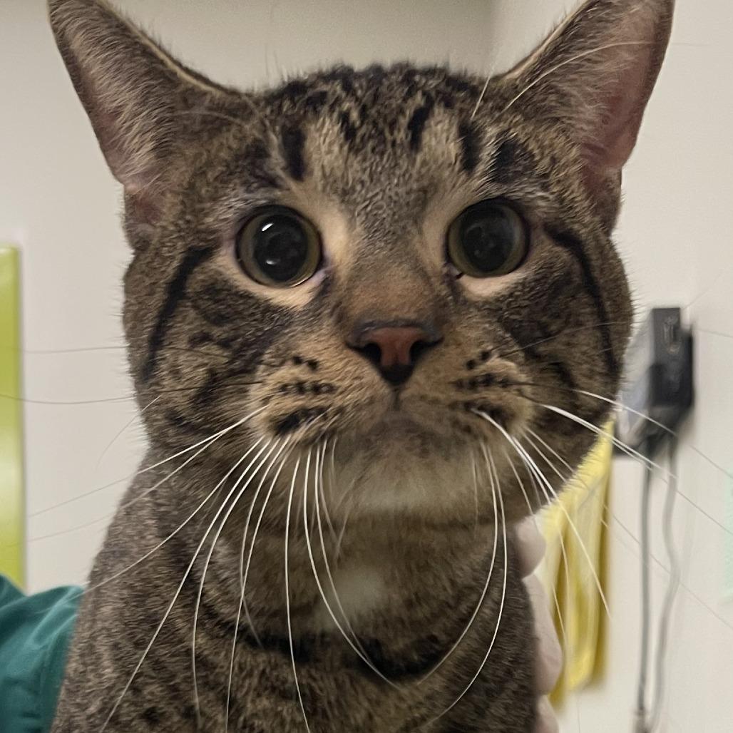 Tinsel, a Adoptable Domestic Short Hair in Saint Cloud, MN image 3/3