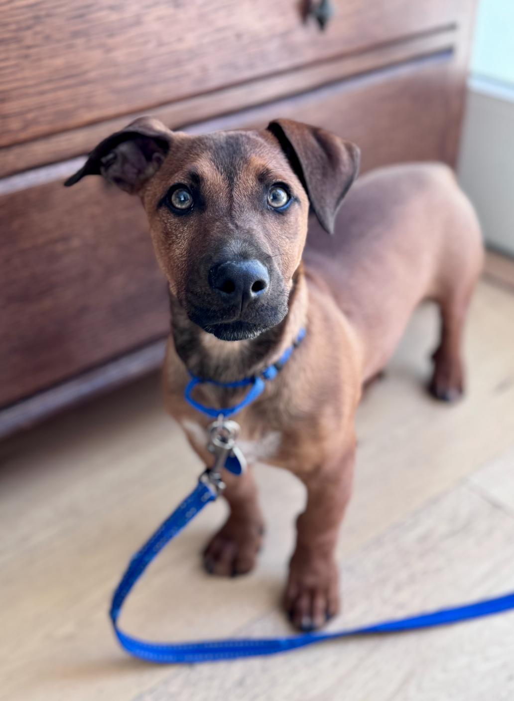 Benny, Adoptable, Puppy Male Hound & Dachshund.