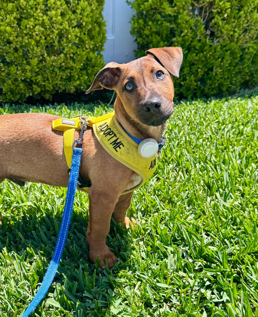Enlarge Benny, a Adoptable mixed breed in Newport Beach, CA image 2/6