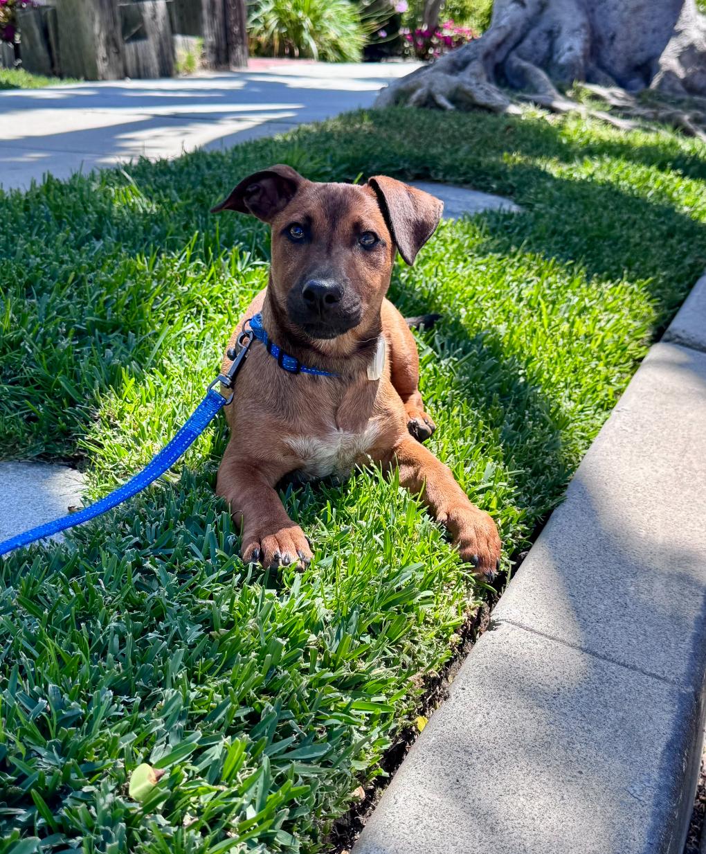 Enlarge Benny, a Adoptable mixed breed in Newport Beach, CA image 4/6