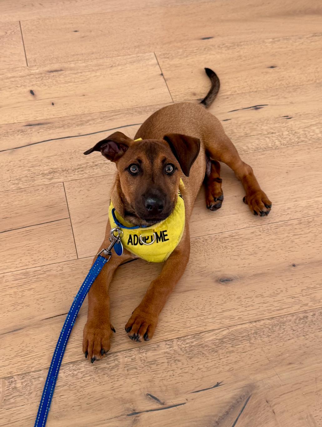 Enlarge Benny, a Adoptable mixed breed in Newport Beach, CA image 5/6