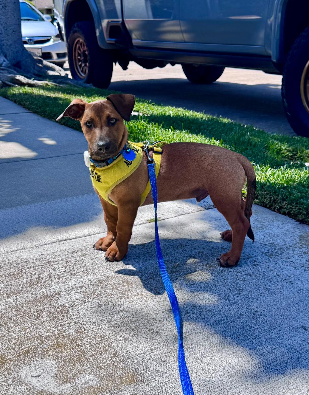 Enlarge Benny, a Adoptable mixed breed in Newport Beach, CA image 3/6