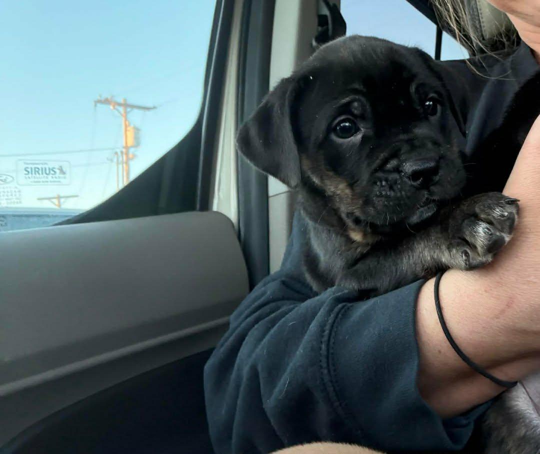 Enlarge Gator , a ADOPTABLE mixed breed in Kenmore, NY image 1/2