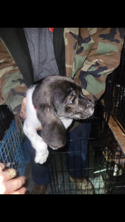 Enlarge Gator , a ADOPTABLE mixed breed in Kenmore, NY video 2/2