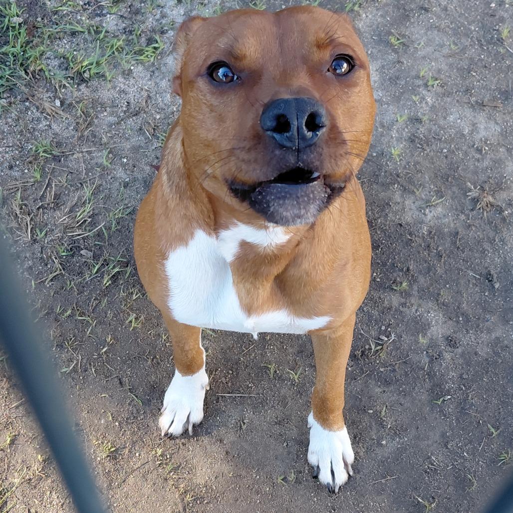 Enlarge Ace, a Adoptable Pit Bull Terrier in Dillon, SC image 1/1
