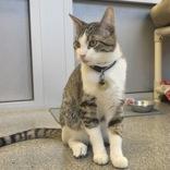 Enlarge Jazzy Snazzyshoes, an adoptable mixed breed in Lansing, MI image 2/5