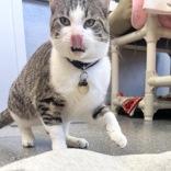 Enlarge Jazzy Snazzyshoes, an adoptable mixed breed in Lansing, MI image 3/5