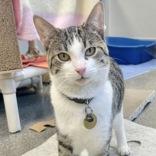 Enlarge Jazzy Snazzyshoes, an adoptable mixed breed in Lansing, MI image 1/5