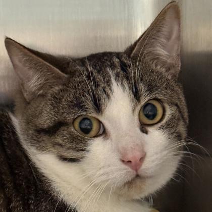 Jazzy Snazzyshoes, ADOPTABLE, Young Male Domestic Short Hair.