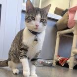 Enlarge Jazzy Snazzyshoes, an adoptable mixed breed in Lansing, MI image 5/5