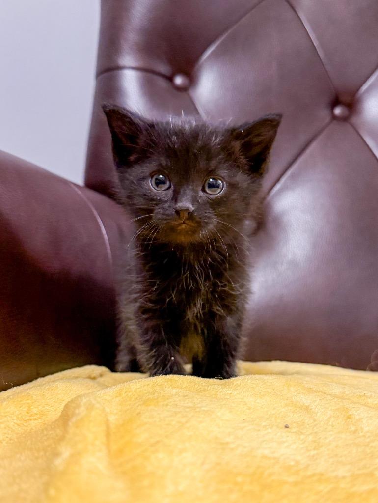 Enlarge Leap, a Adoptable mixed breed in Murray, KY image 1/3