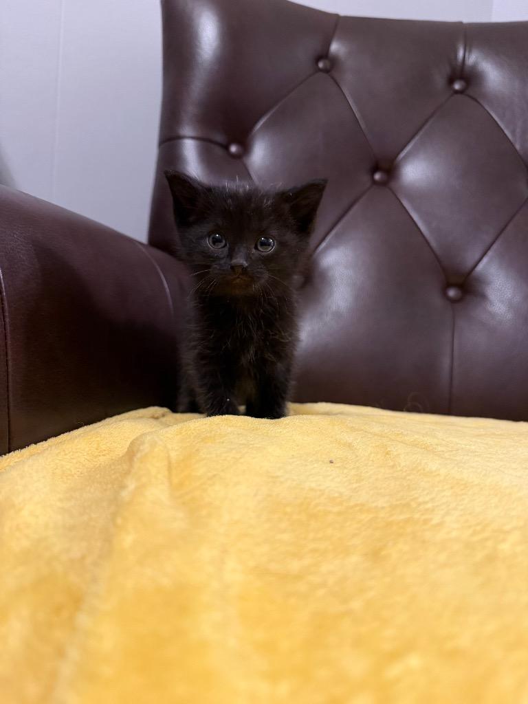 Enlarge Leap, a Adoptable mixed breed in Murray, KY image 2/3