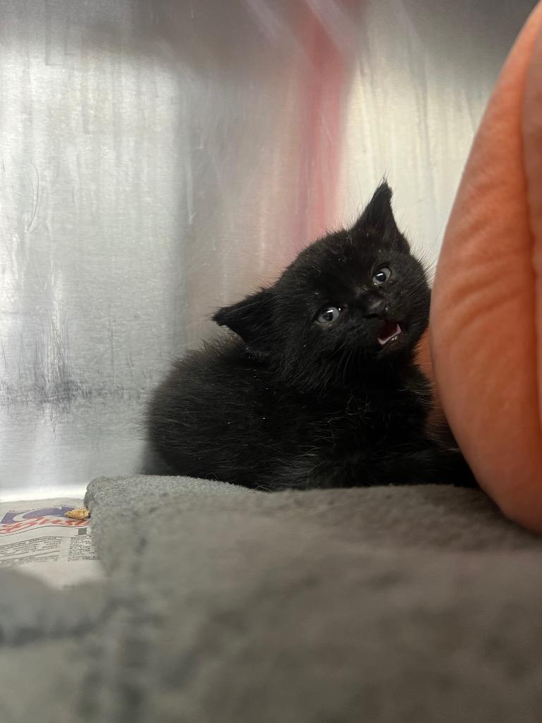 Enlarge Leap, a Adoptable mixed breed in Murray, KY image 3/3