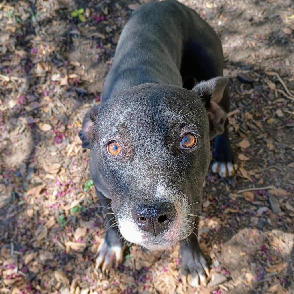 Enlarge Castiel P45718, a Adoptable mixed breed in Corsicana, TX image 1/3