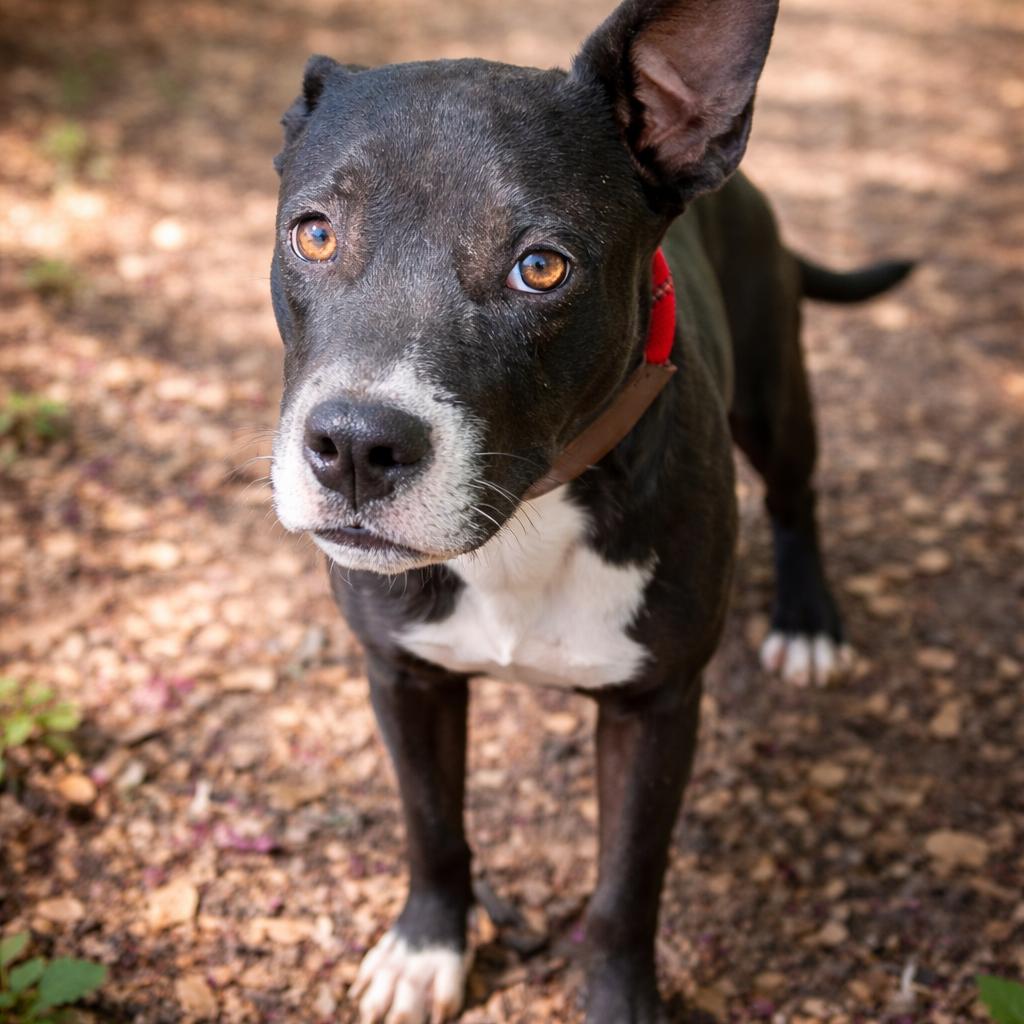 Enlarge Castiel P45718, a Adoptable mixed breed in Corsicana, TX image 2/4