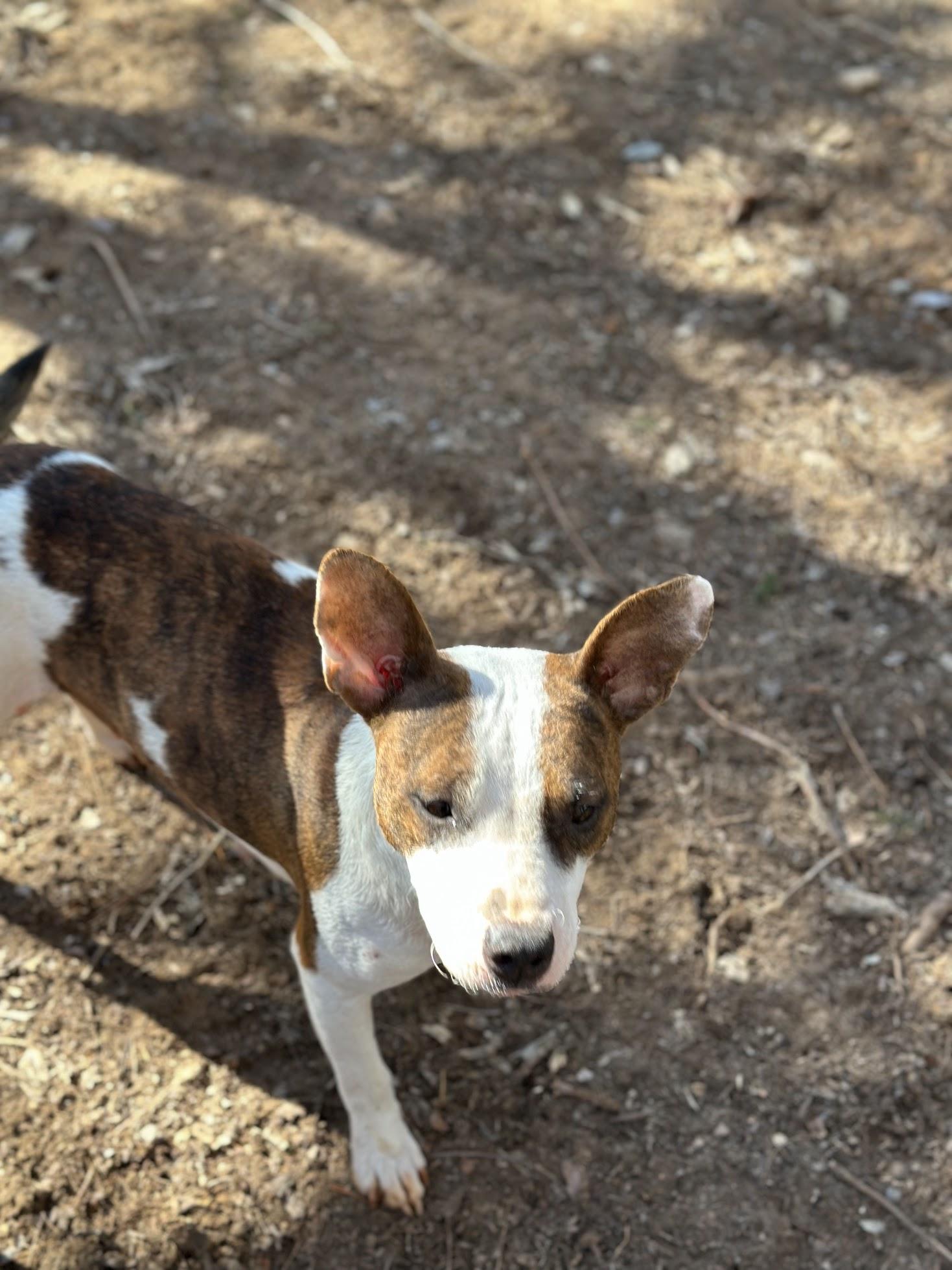 Enlarge Jude, a Adopted Mixed Breed in Catawba, NC image 2/6